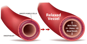 Nitric Oxide Dysregulation Associated with Elevated Cortisol - utah acupuncturist 1