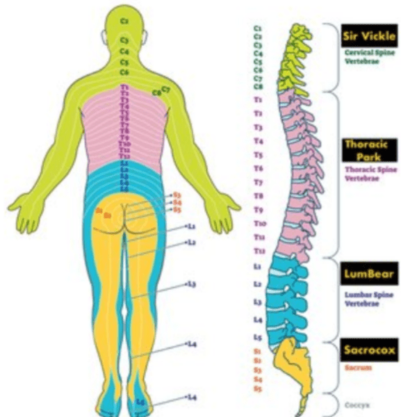 Thoracic Park